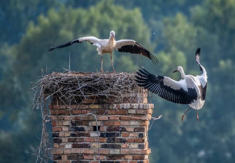 Professional Chimney Animal Removal Services in El Toro, California